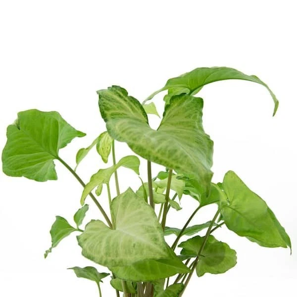 Live Rooted Arrowhead Plant Variety Pack, 2 Syngonium Podophyllum Houseplants for Indoor Foliage and Container Gardens
