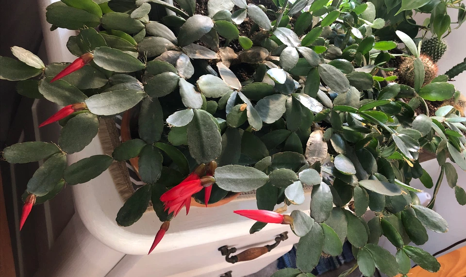 Easter Cactus Cuttings - 3 Live Unrooted Rhipsalidopsis gaertneri 2-Segment Clippings for Indoor Propagation