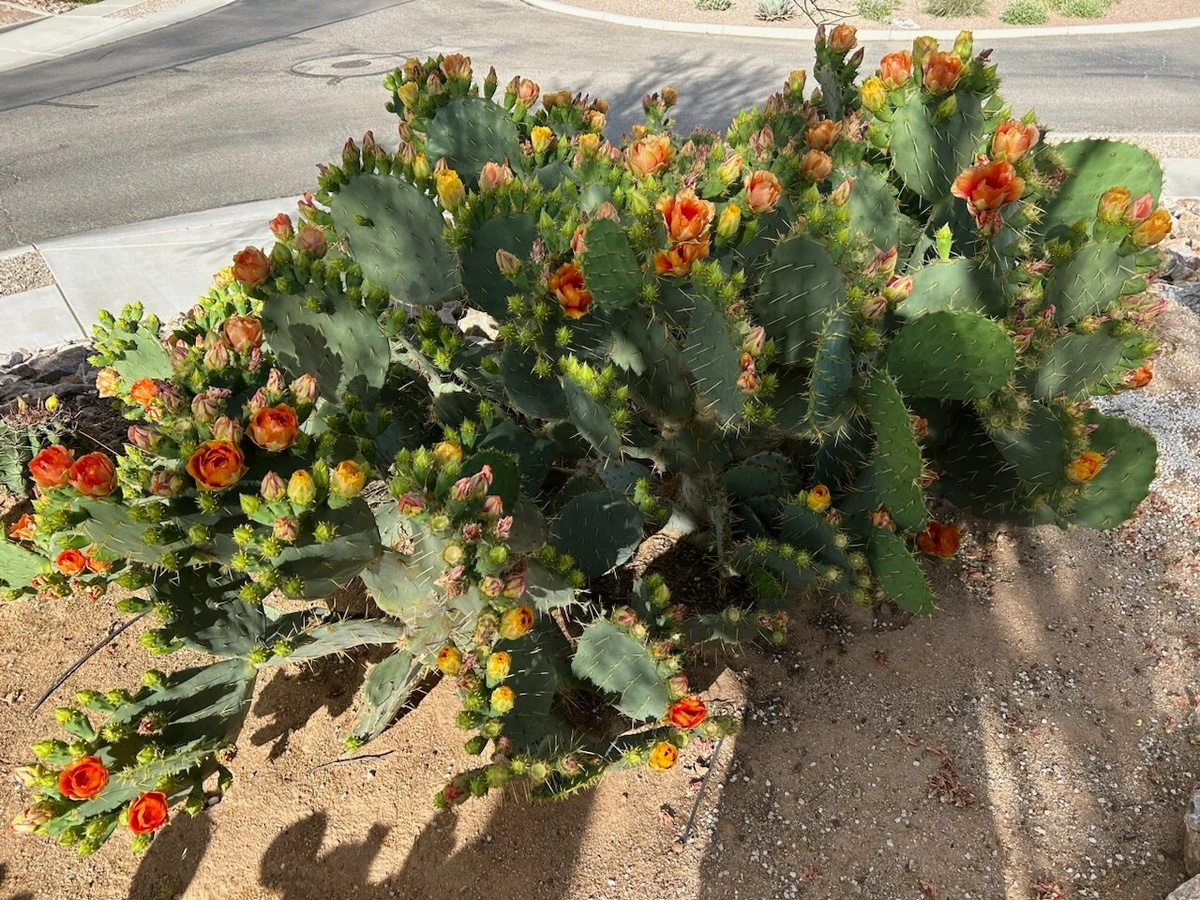 Unrooted Prickly Pear Pad Cutting - 1 Piece Opuntia ‘Orange Jubilee’ Cactus Segment for Propagation - Ornamental Planting