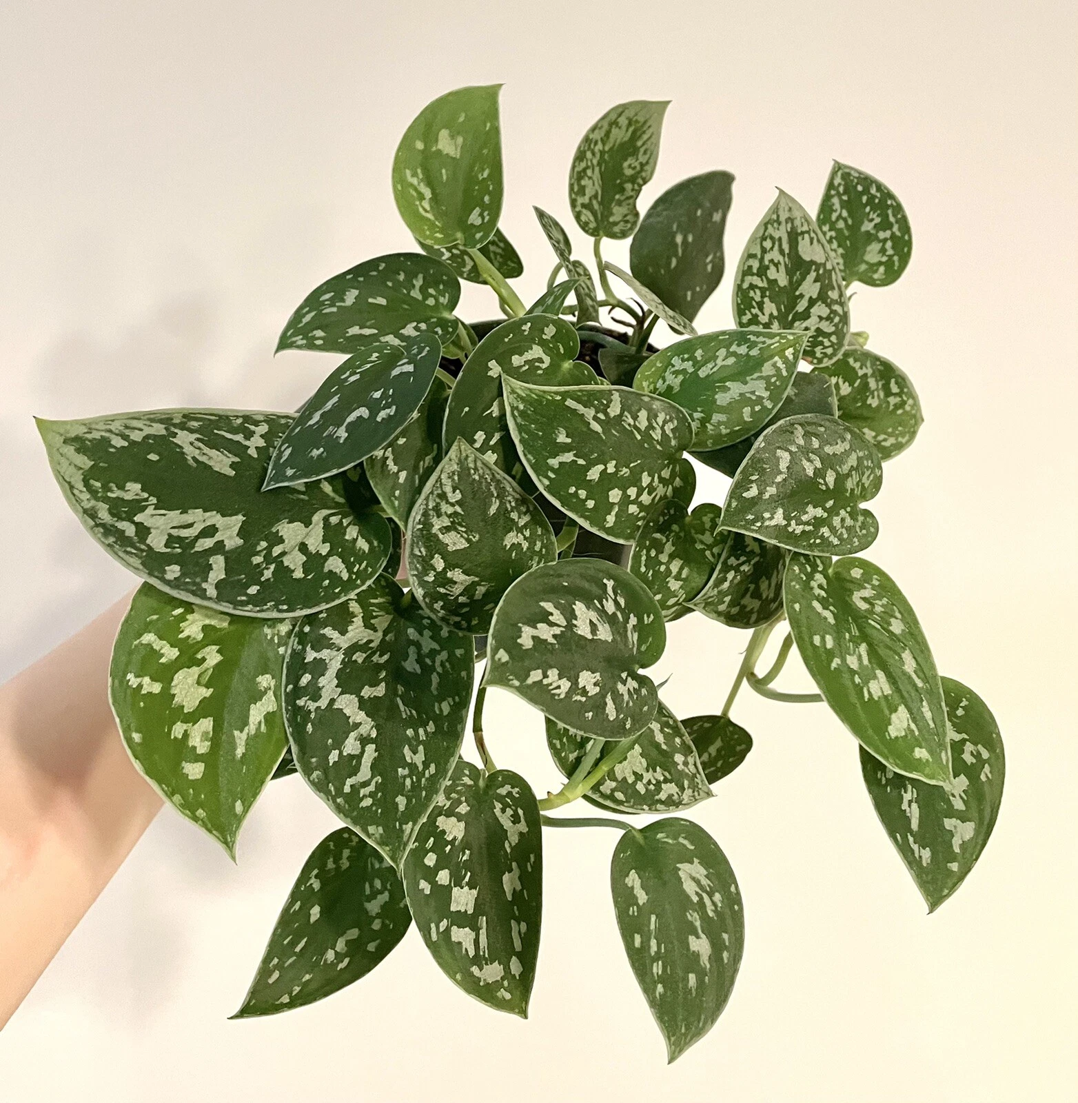 Silver Ann Pothos Cuttings - 2 Unrooted Scindapsus pictus 'Silver Ann' with Variegated Green Leaves and Nodes