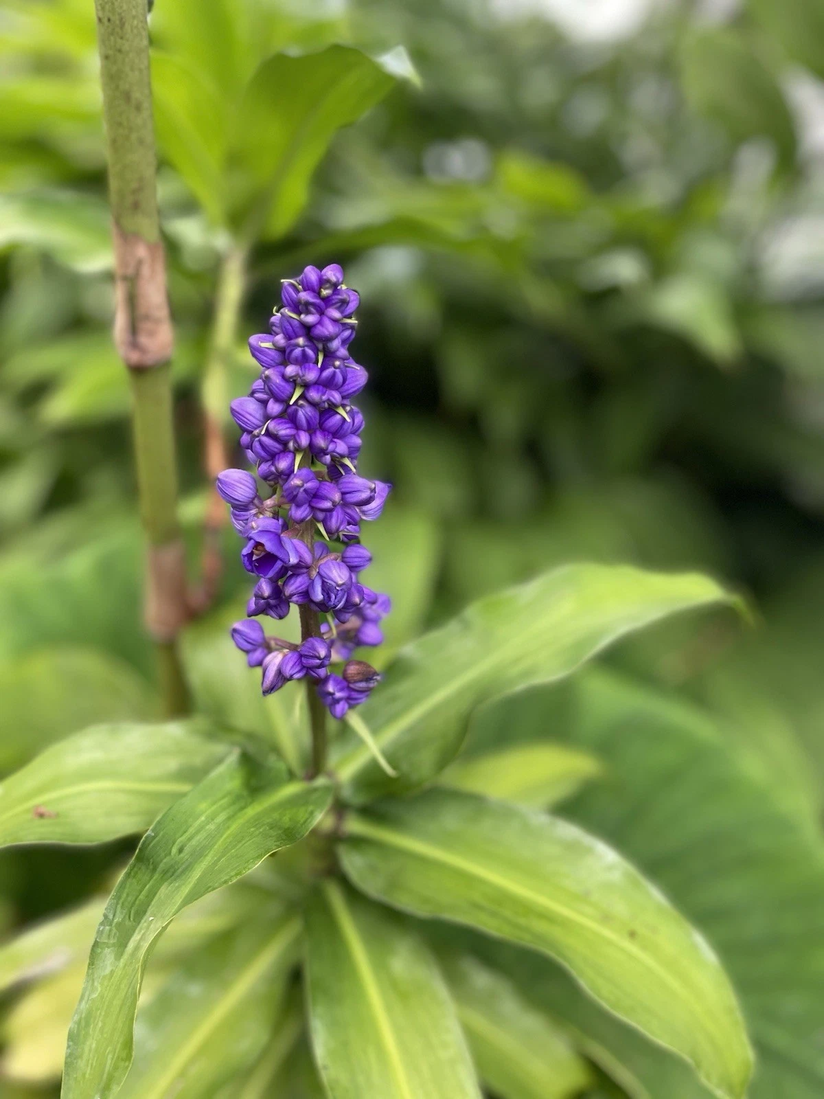 Blue Ginger Plant Cuttings - 3 Live Dichorisandra thyrsiflora Cuttings, Tropical Ornamental for Gardens & Containers