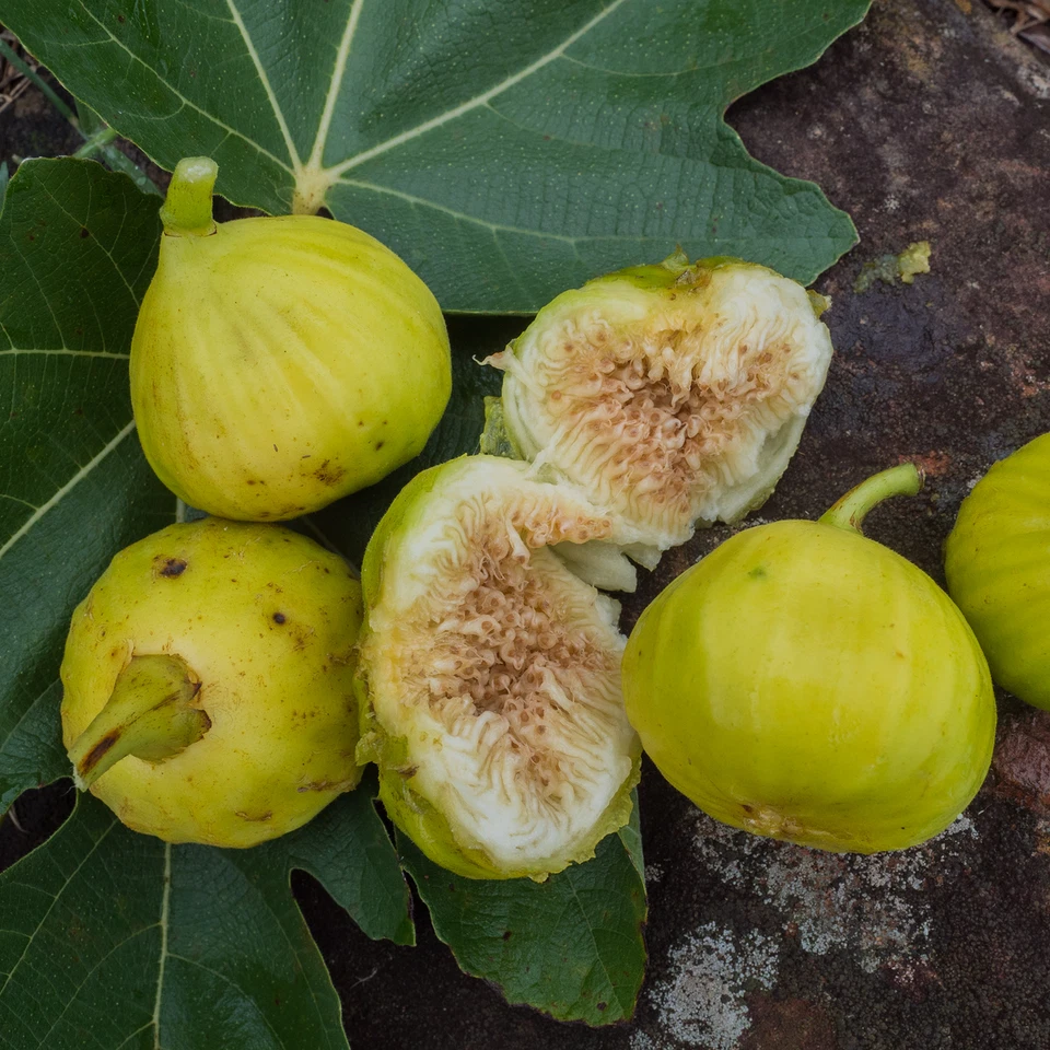 White Marseille Fig Tree Cuttings - 2 Unrooted Scions with Willow Water for Rooting - Ficus carica ‘White Marseille’