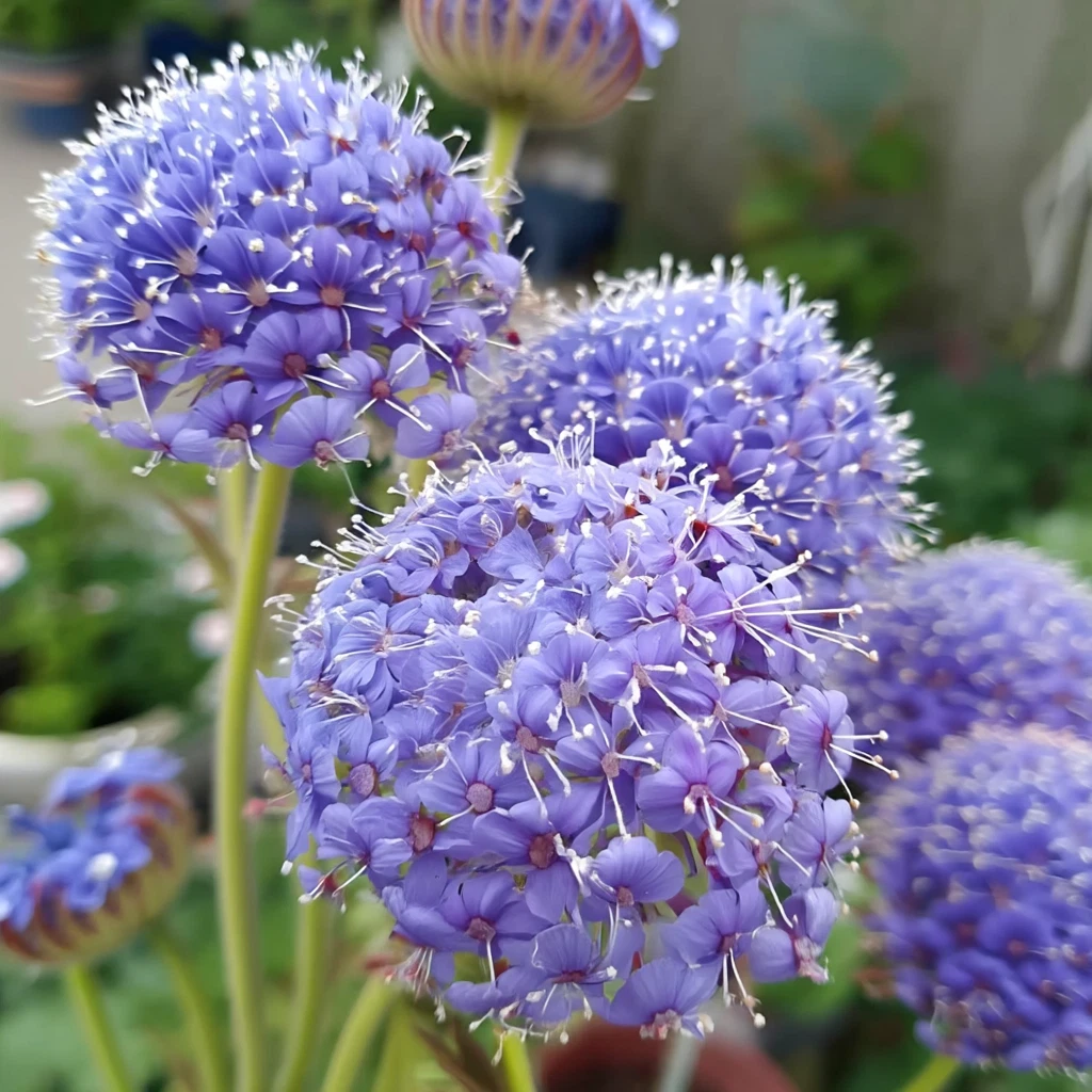 Blue Lace Flower Seeds - 50 Seeds - Didiscus Sweet Scented Annual - Trachymene coerulea - Cut Flower for Gardens and Bouquets