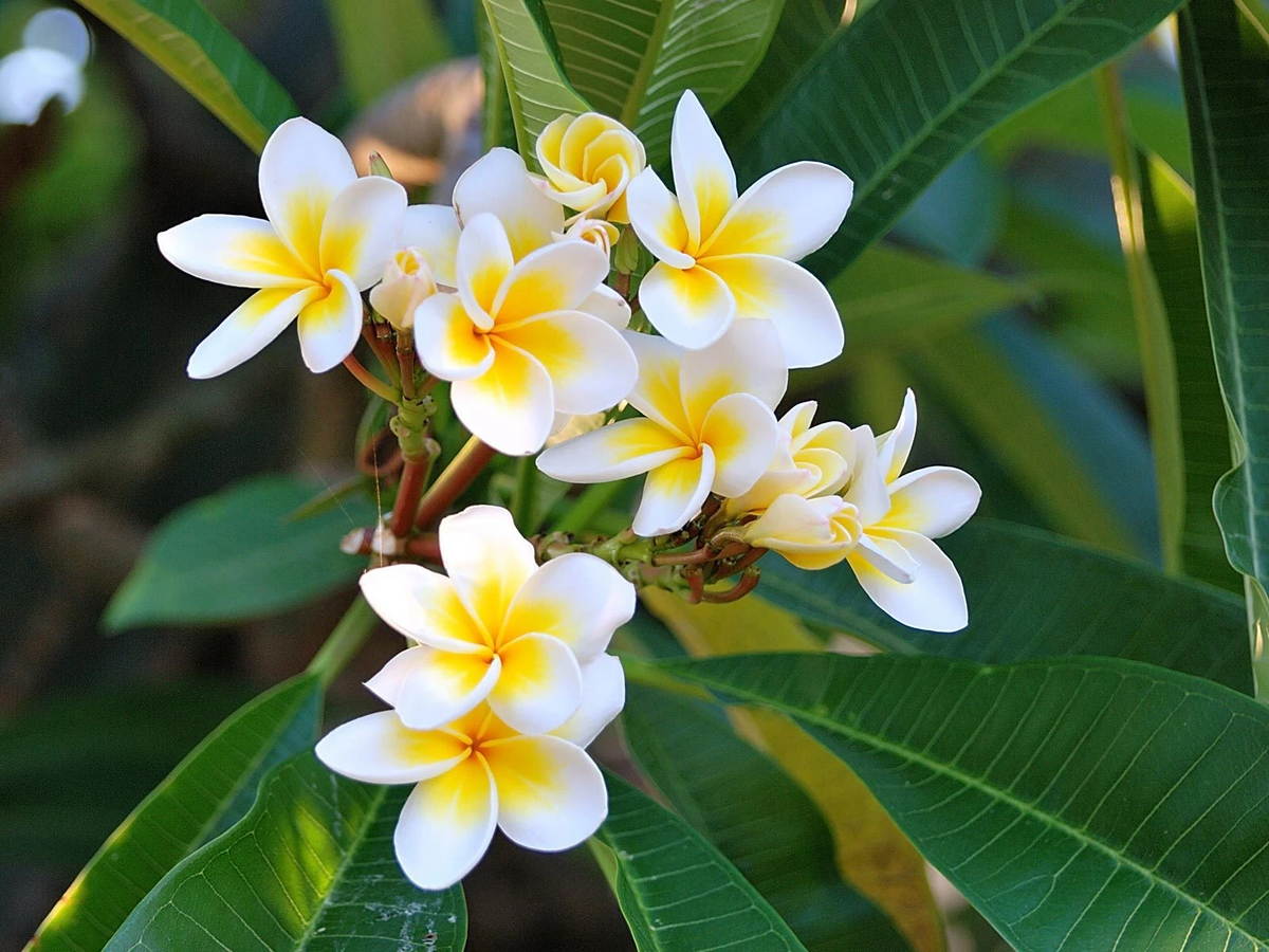 Plumeria Cutting 17–19 Inch Multi Tip Frangipani Unrooted - Plumeria rubra ‘Celadine’ for Propagation and Outdoor Growing