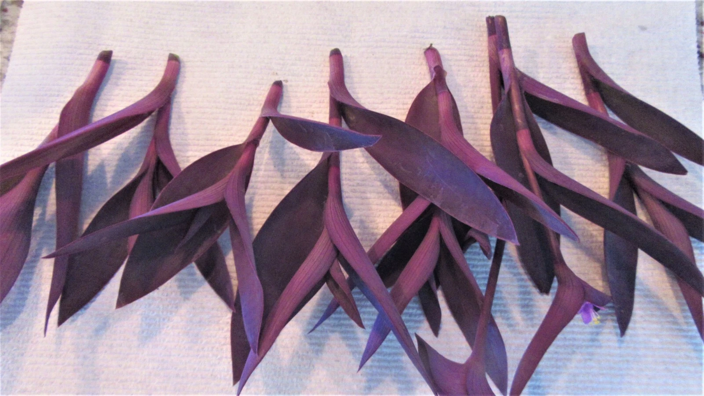Purple Heart Cuttings - 8 Unrooted Tradescantia Pallida 'Purpurea' - Purple Trailing Perennial for Easy Propagation