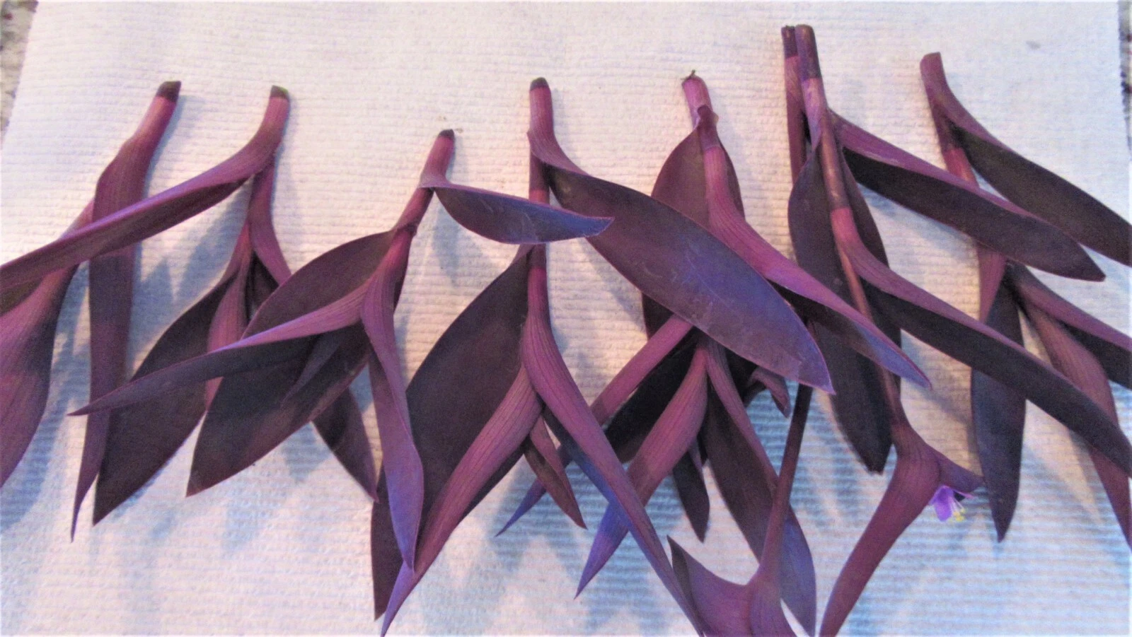Purple Heart Cuttings - 8 Unrooted Tradescantia Pallida 'Purpurea' - Purple Trailing Perennial for Easy Propagation