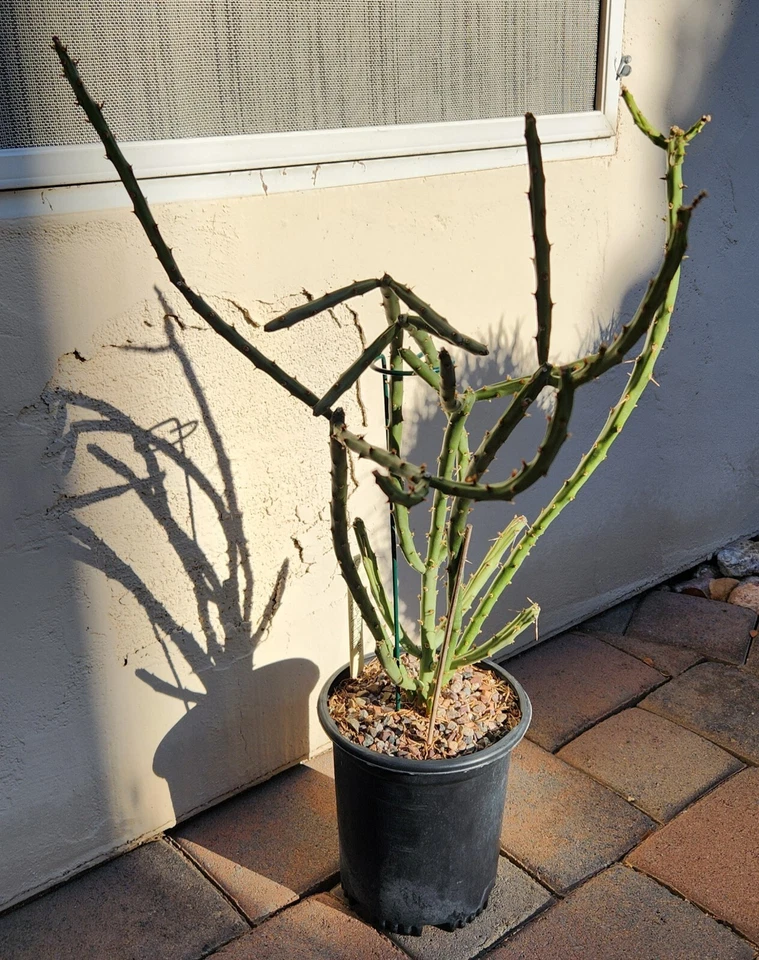 Arizona Pencil Cholla Cactus Cutting - Unrooted Propagation Plant - Cylindropuntia arbuscula - Live Cactus for Gardens