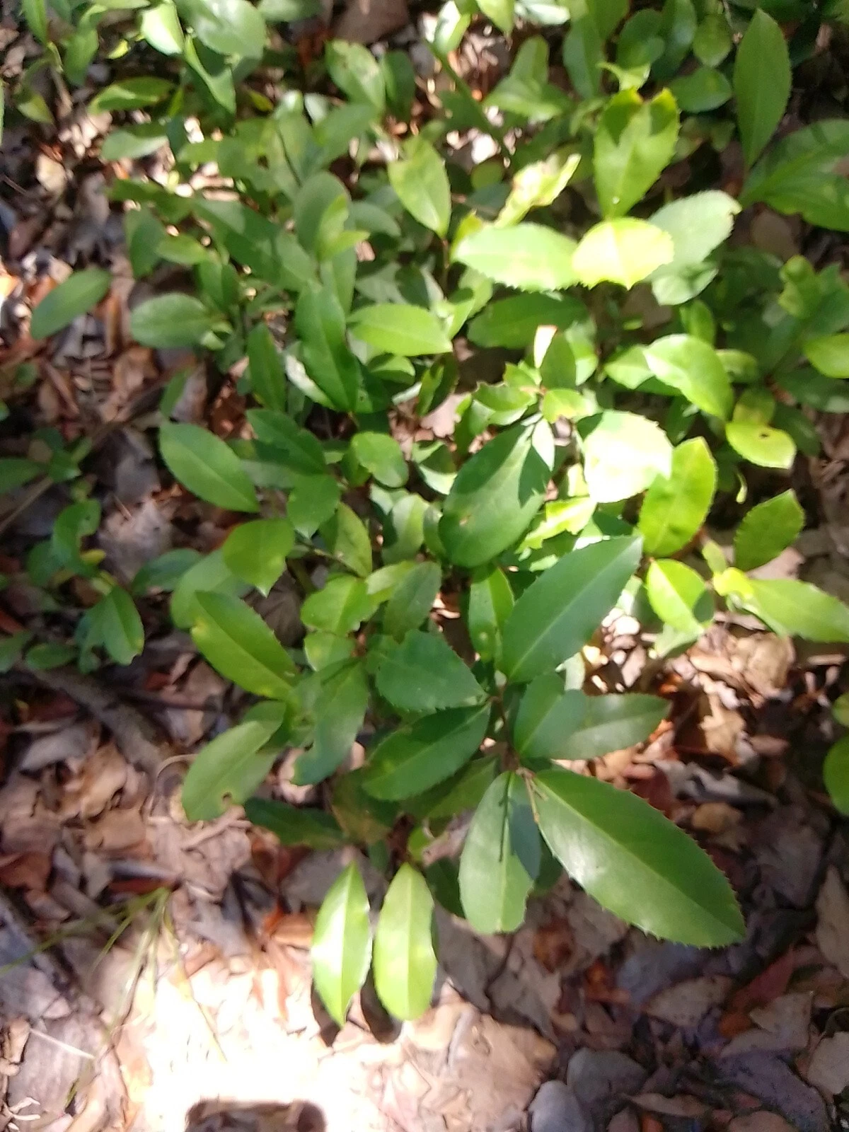 Rooted Live Oak Tree Plants Set of 2, Quercus virginiana, Texas Florida Evergreen Oak, 12–20 Inch Young Plants