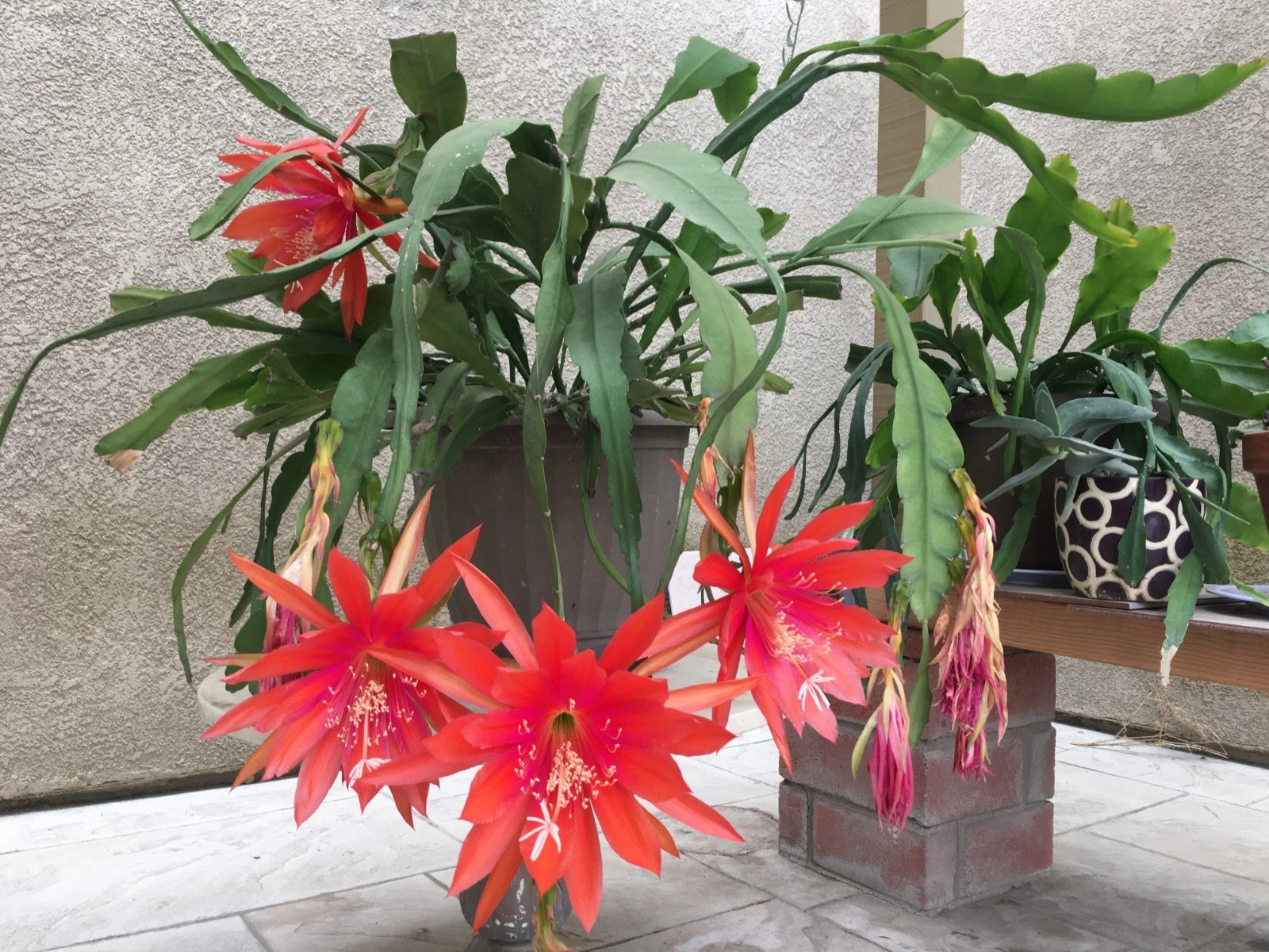 Orange Swirl Orchid Cactus Cuttings - 5 Inch Unrooted Epiphyllum Cuttings for Propagation - Indoor Trailing Cactus