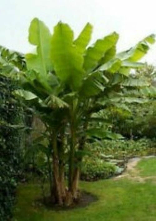 Gran Nain Banana Tree Rooted Starter Plant - Musa Acuminata - Live Tropical Plant for Container or Garden