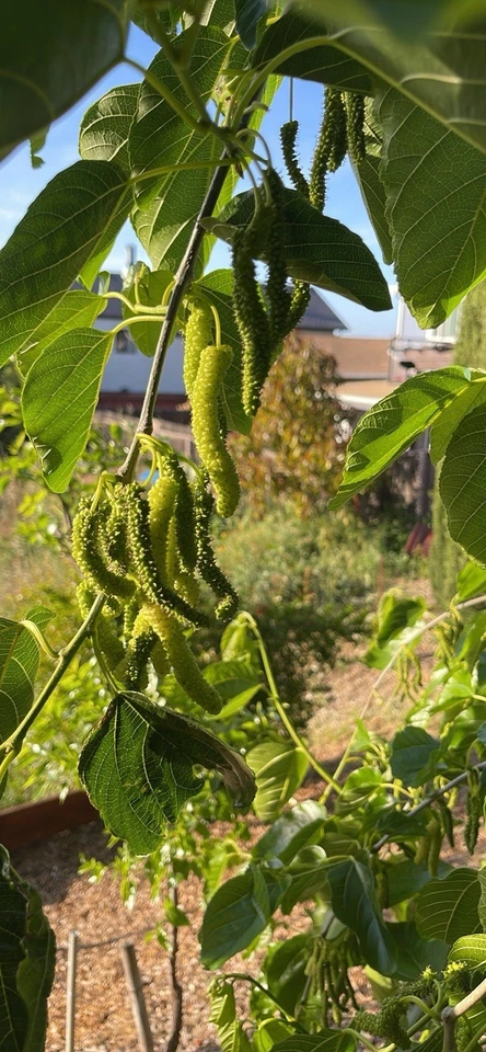 Live Unrooted Mulberry Cuttings, 7 Pack, White Pakistan Variety, Morus spp. for Grafting or Propagation