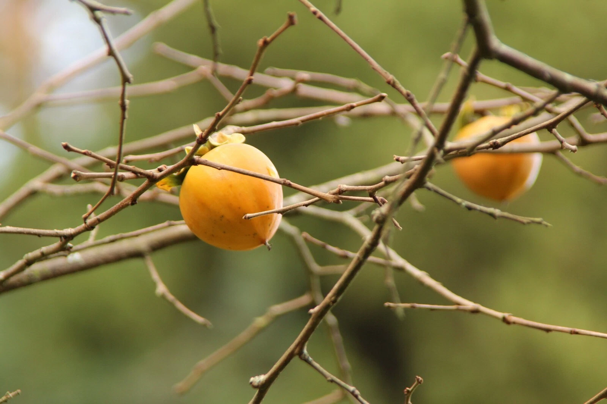 Hachiya Japanese Persimmon Cuttings - 5 Unrooted Branch Cuttings for Propagation - Diospyros kaki ‘Hachiya’