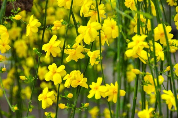 Winter Jasmine Cuttings Set of 10 Live 8–10 Inch Unrooted Stem Cuttings Jasminum Nudiflorum for Propagation