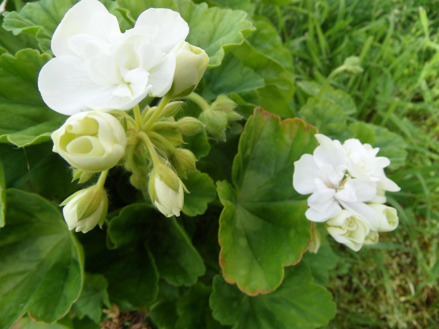 5 Live Unrooted Zonal Geranium Cuttings, Americana White, Pelargonium × hortorum, 4–5 Inch for Planting and Propagation