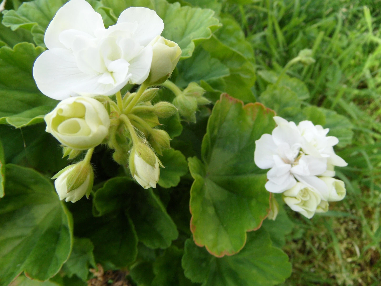 5 Live Unrooted Zonal Geranium Cuttings, Americana White, Pelargonium × hortorum, 4–5 Inch for Planting and Propagation