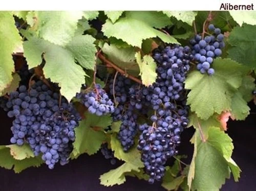 Hardy Blue Grape Cuttings - 10 Dormant Cuttings, Cultivar Andre, Vitis sp., Cold Climate Vine for USA, Canada, Scandinavia