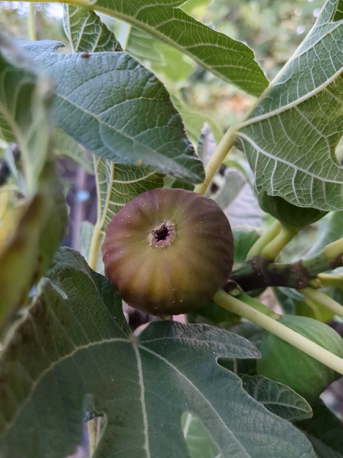 10 Live Olympian Fig Tree Cuttings for Grafting - Ficus carica, Deciduous Fruit Tree for Garden Planting