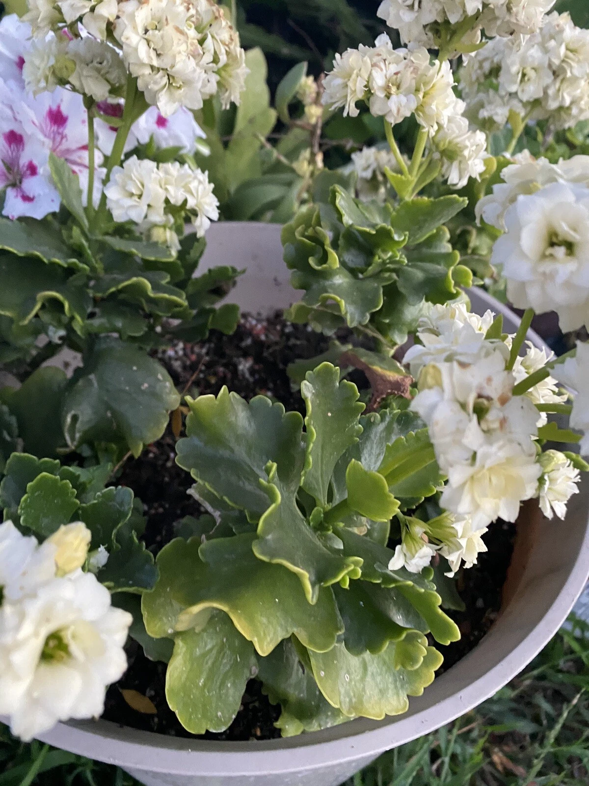 White Kalanchoe Cuttings - 3 Unrooted Kalanchoe blossfeldiana Succulent for Propagation, Indoor Container Plant