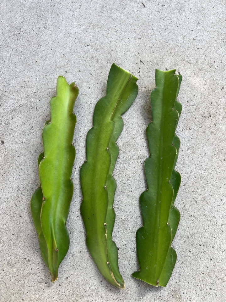 American Beauty Dragon Fruit Cuttings 3 Pack 8 Inch Unrooted Selenicereus Hybrid Self Pollinating Cactus for Propagation