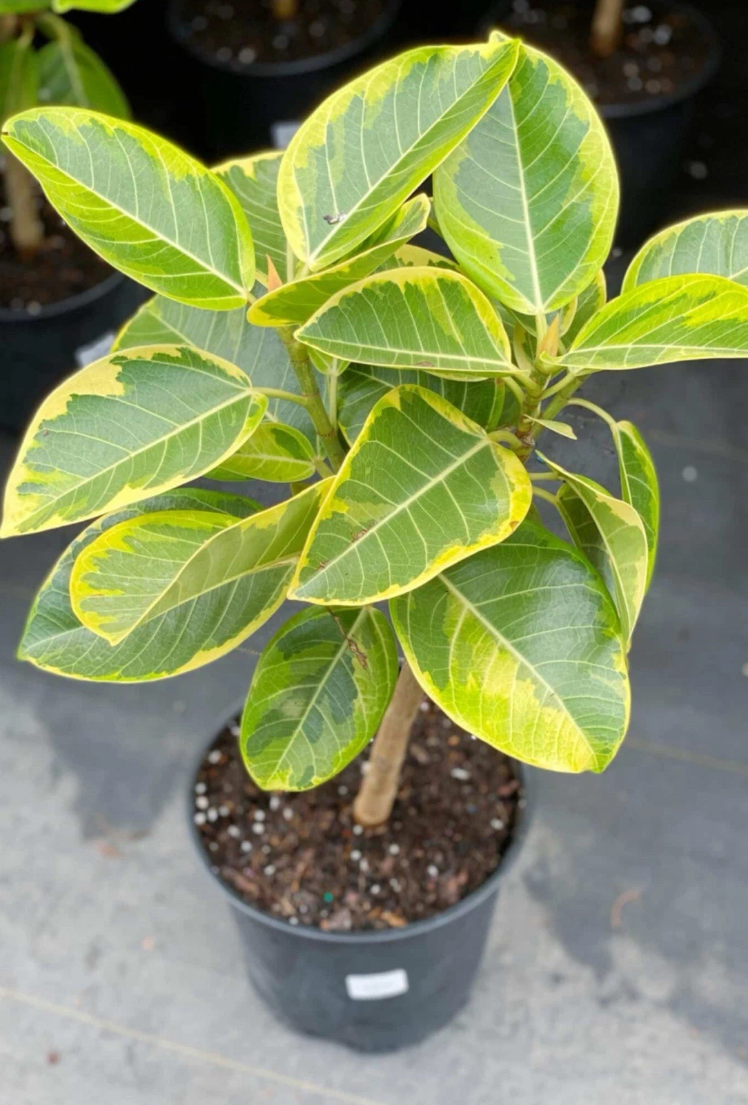 Yellow Gem Rubber Tree Starter Plant - Variegated Ficus elastica - Indoor Houseplant with Green and Yellow Leaves