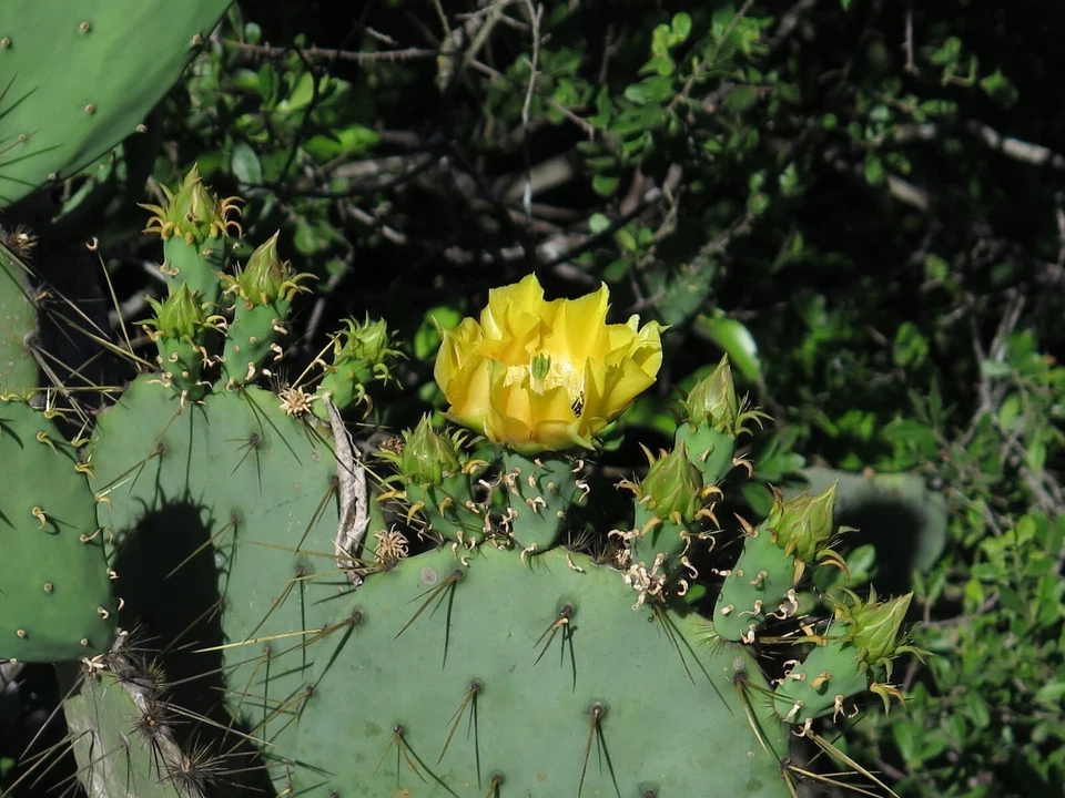 Unrooted Cactus Cutting - Engelmann's Prickly Pear Pad - Opuntia Engelmannii for Propagation and Ornamental Use