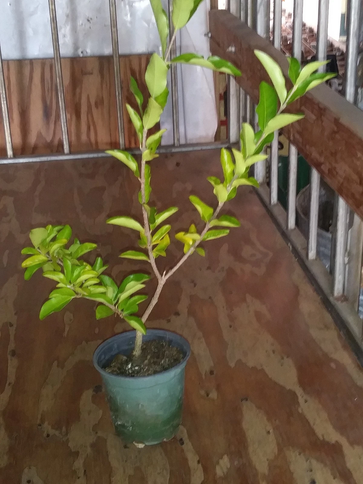 Barbados Cherry Tree Live Plant 12 Inch Starter Malpighia emarginata Tropical Fruit Tree for Gardens and Containers
