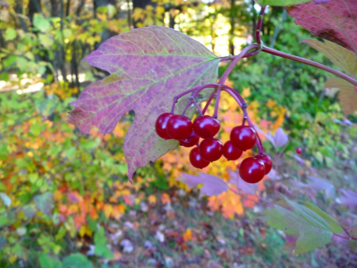 Highbush Cranberry Cuttings - 5 Unrooted 8 Inch Viburnum trilobum for Propagation, Deciduous Outdoor Shrub