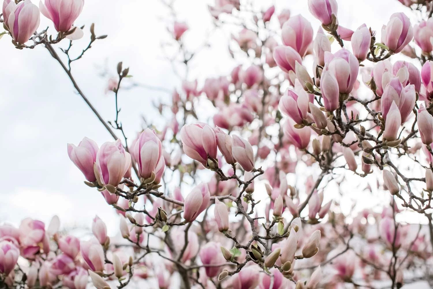 Unrooted Cuttings - 10 Saucer Pink Magnolia Cuttings, Magnolia × soulangeana, Flowering Tree for Propagation
