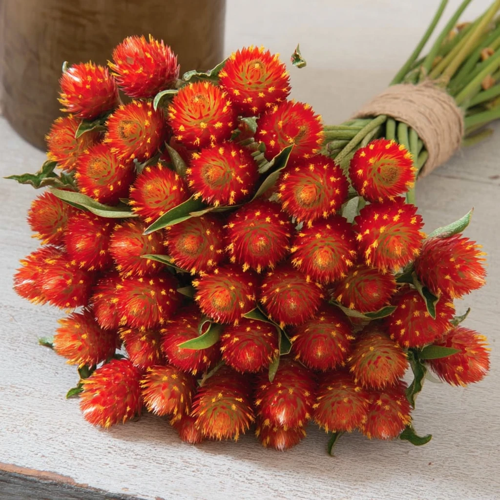 Gomphrena Seeds - 25 Strawberry Red Globe Amaranth Flower Seeds - Gomphrena globosa - Bright Red Blooms for Garden and Arrangements