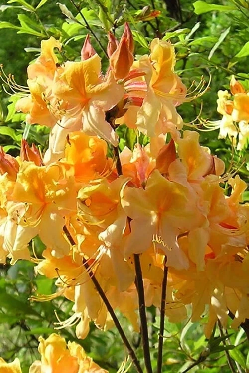 Dancing Rabbit Azalea Starter Plant - Small Dormant Deciduous Rhododendron, Ornamental Shrub for Garden (Rhododendron 'Dancing Rabbit')