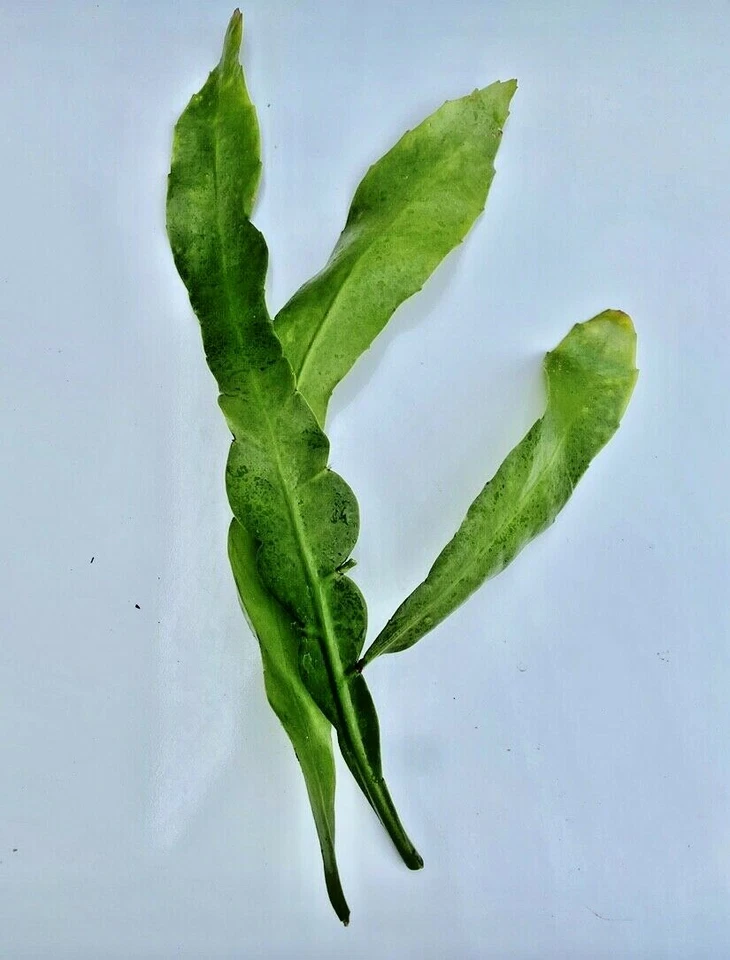 Night Blooming Cereus Cuttings, 8–10 Inch, Orchid Cactus, Epiphyllum oxypetalum, Unrooted Live Cuttings for Propagation