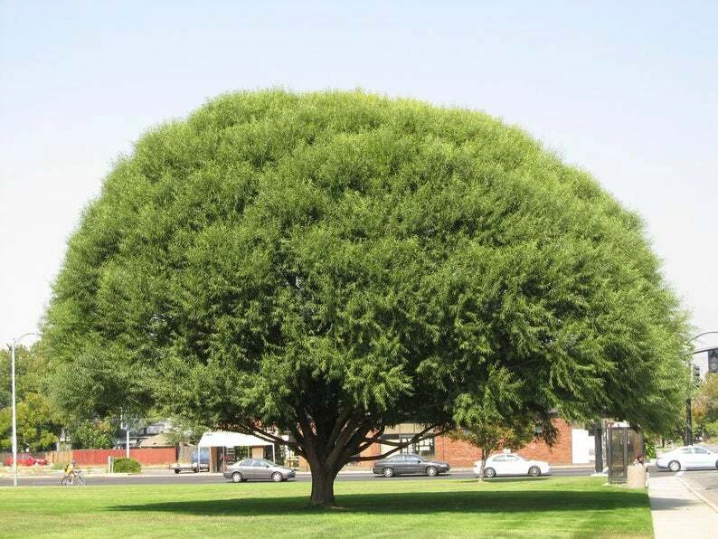 Globe Willow Tree Cuttings Set of 15 Unrooted Hardwood Pieces for Shade Planting, Salix matsudana ‘Navajo’