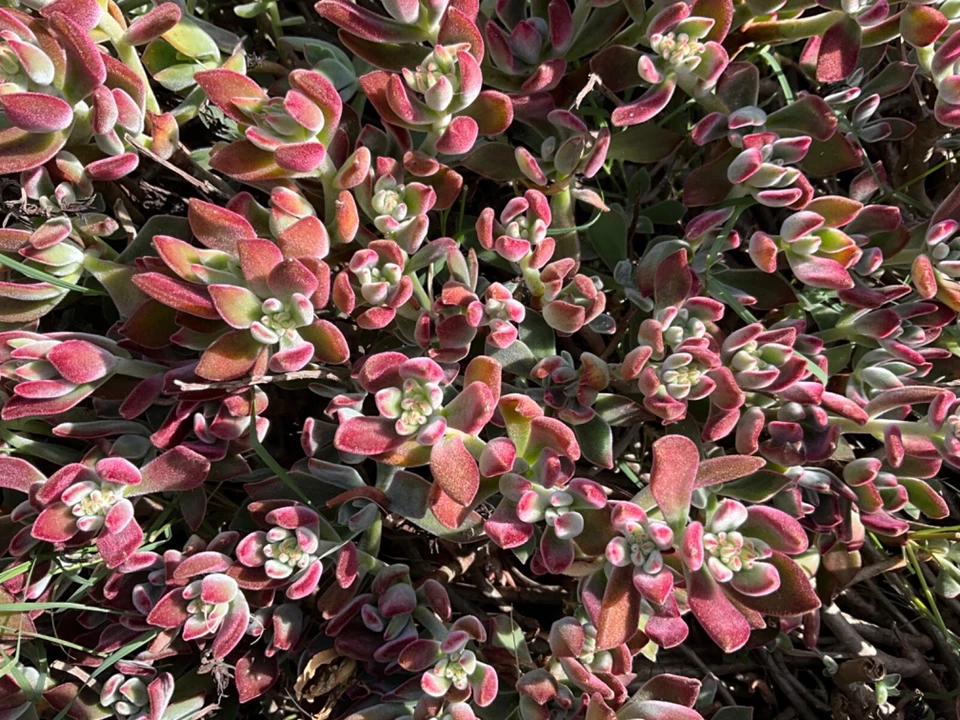 Red Burgundy Velvet Echeveria Cuttings - 4 Unrooted Echeveria pulvinata 'Oliver' Succulent Cuttings for Propagation