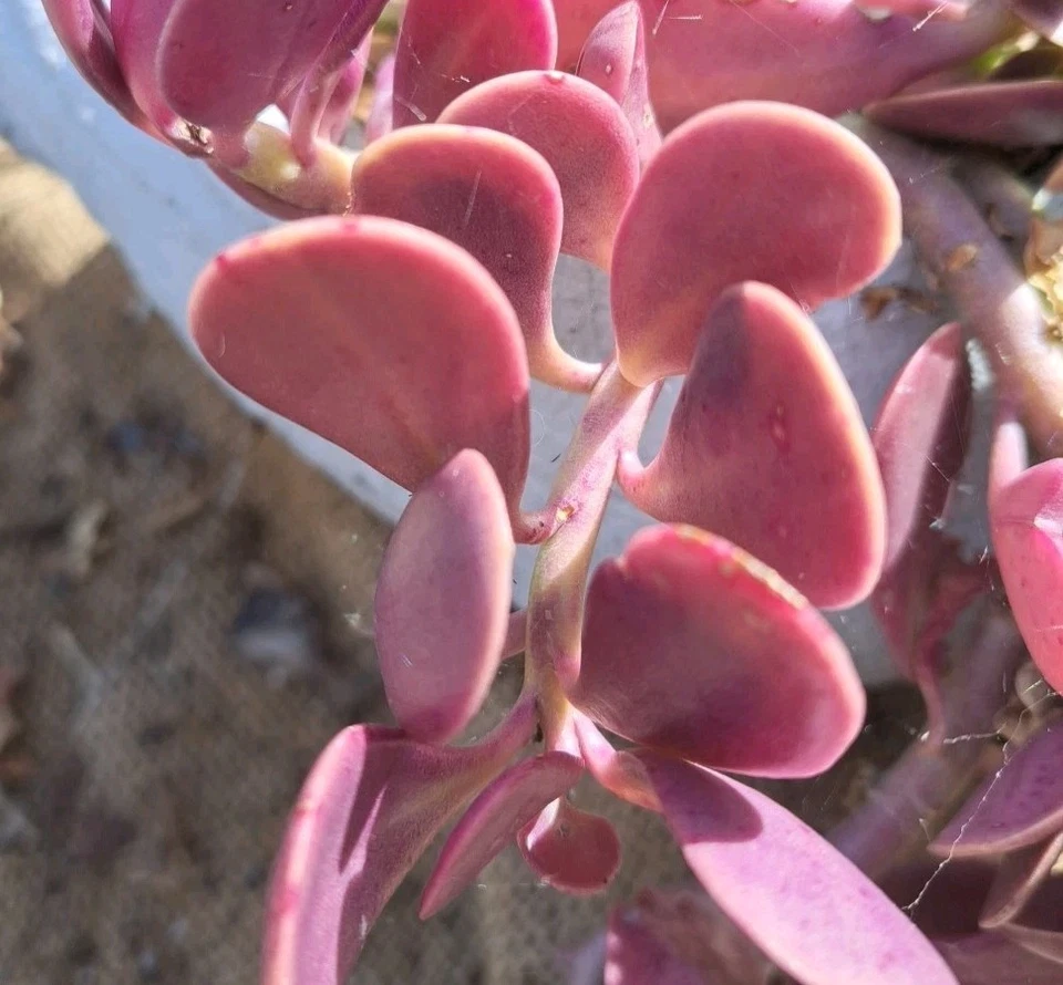 Trailing Jade Succulent Cuttings - 3 Unrooted Senecio jacobsenii for Planting, Creeping Jade Plant, Live Cuttings