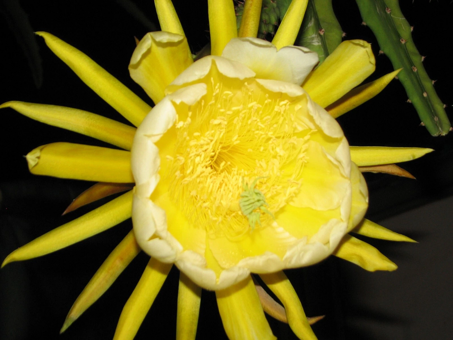 Yellow Skin Dragon Fruit Cutting – Unrooted Epiphyllum Cactus, Hylocereus megalanthus – Live Tropical Plant for Propagation