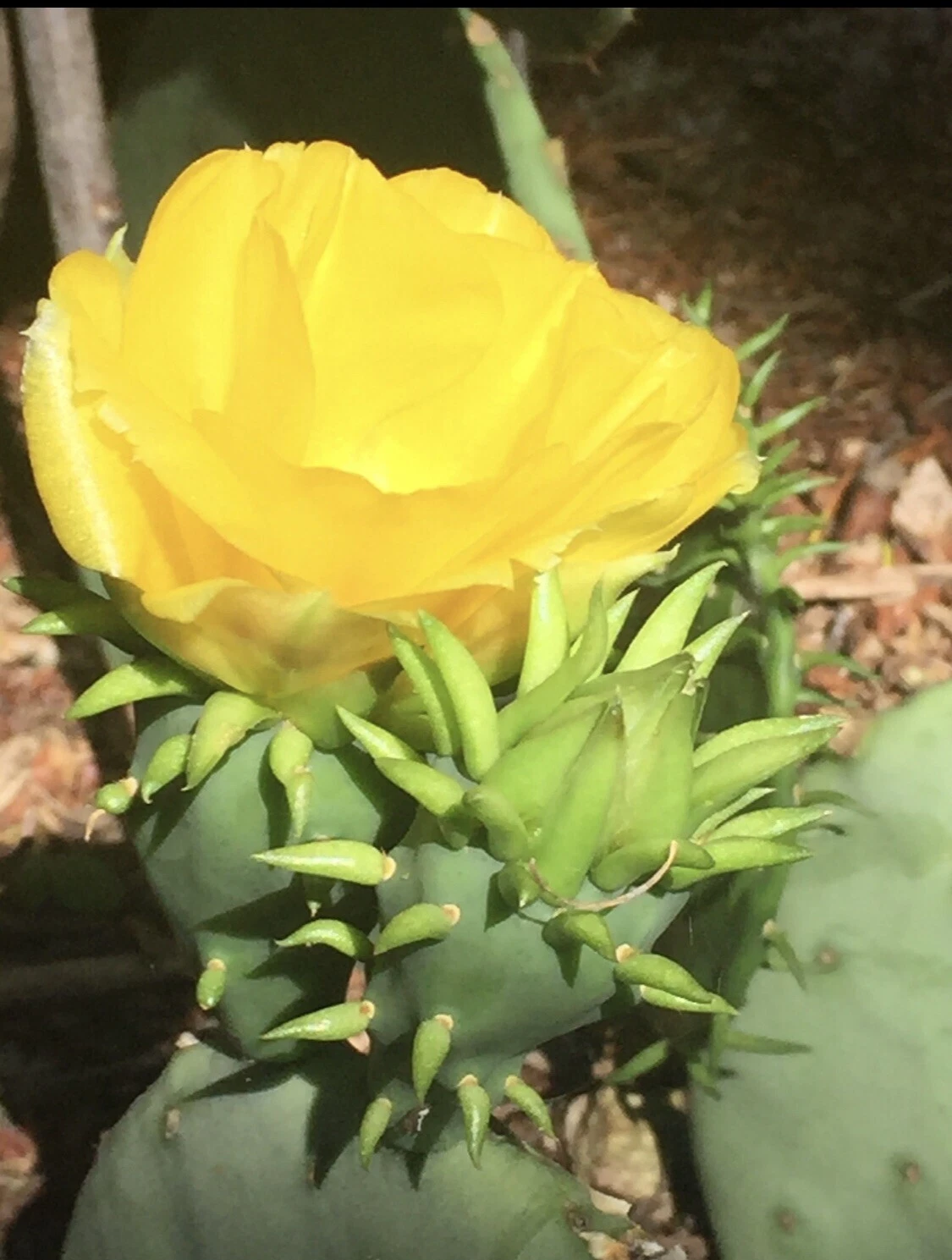 Prickly Pear Cactus Pad Cutting - Unrooted Opuntia with Yellow Flowers & Red Fruit - Live Plant for Propagation