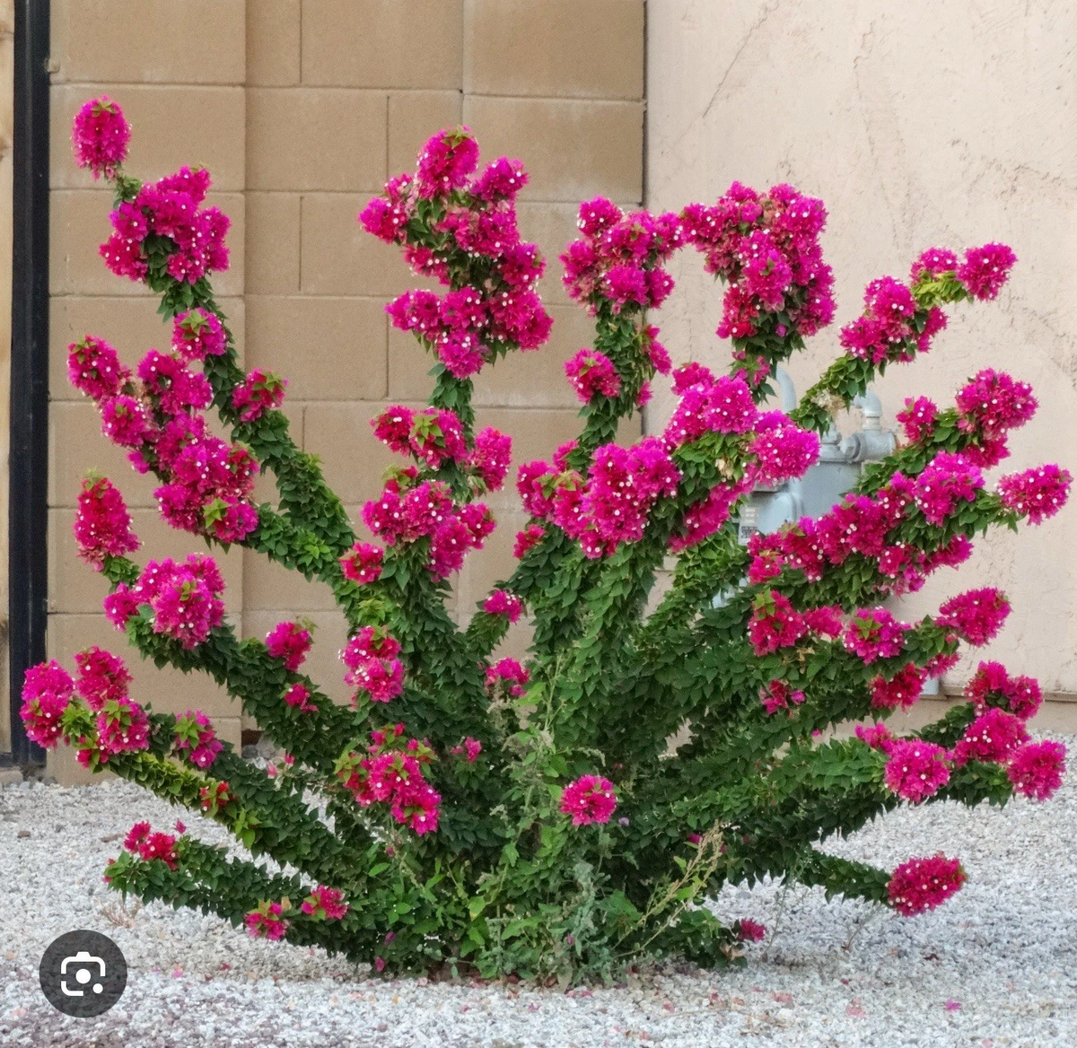 Torch Glow Bougainvillea Starter Plant - Small Rooted Live Ornamental Flowering Vine - Bougainvillea ‘Torch Glow’