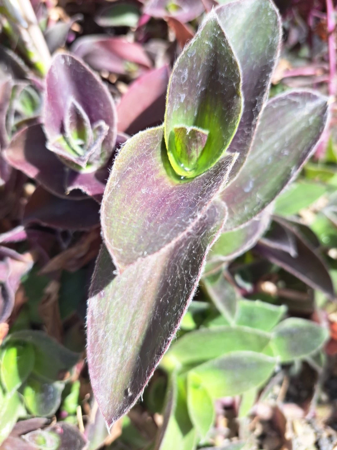 Purple Queen Tradescantia Cuttings Set of 10 - Fuzzy Purple Heart Plant - Tradescantia pallida - Easy to Propagate Live Cuttings
