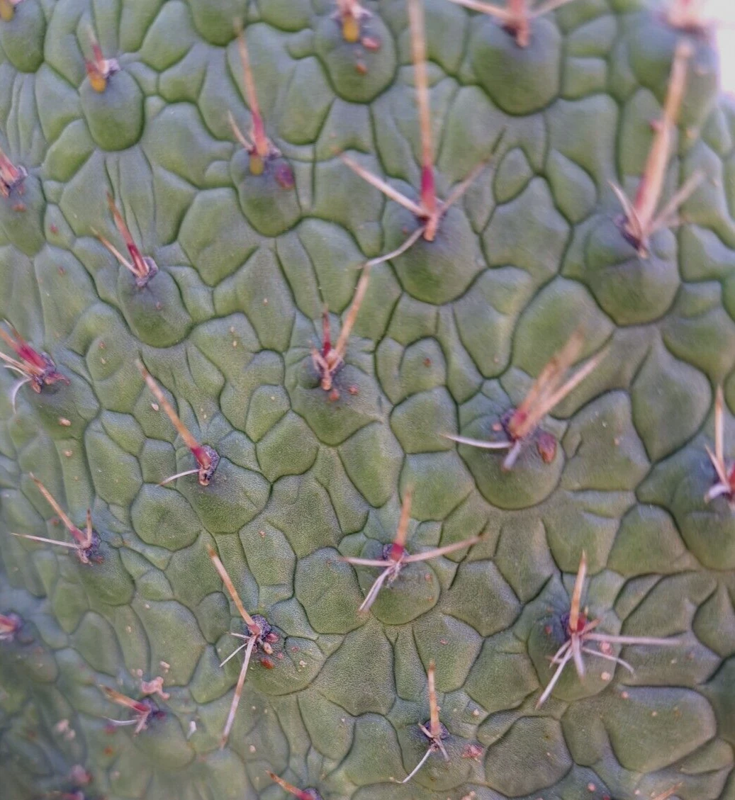Unrooted Consolea Cactus Cutting 8–10 Inch Consolea moniliformis for Planting, Opuntia-Type Cactus, Green