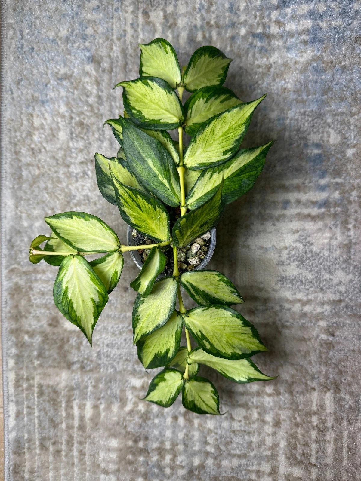 Hoya Polyneura Cutting – 1 Node Unrooted Fish Tail Hoya, Rare Inner Variegated Houseplant, Tropical Plant, Hoya polyneura