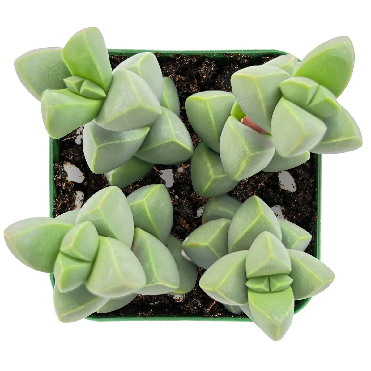 Ice Plant Succulent - Live Corpuscularia lehmannii, Silvery Green Brocade Plant for Indoor Containers, Low Care Plant