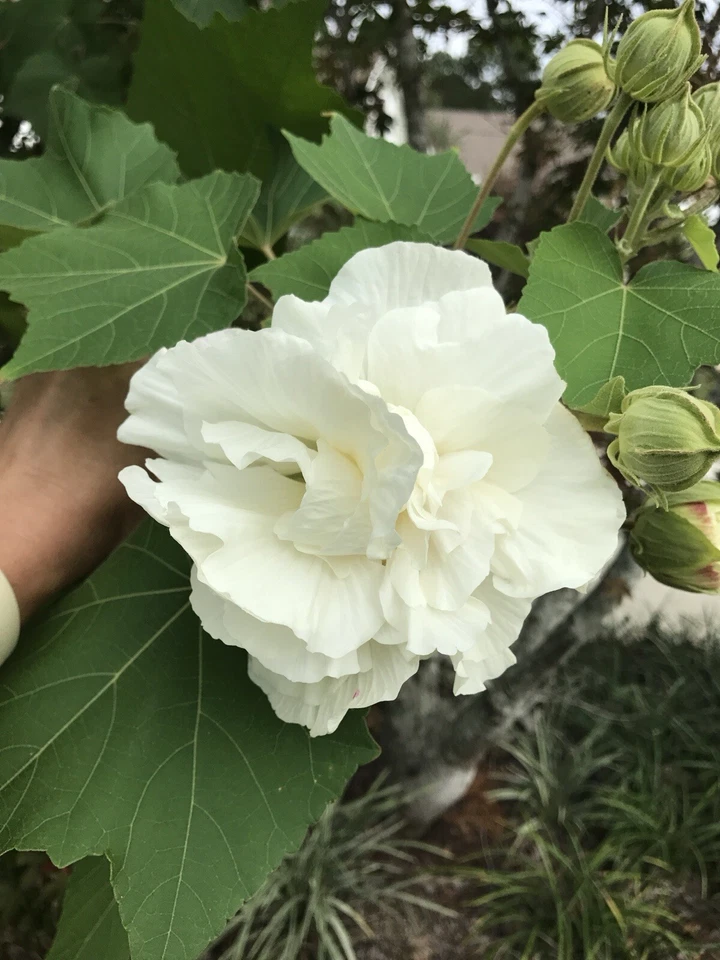 Confederate Rose Cuttings - 2 Live Unrooted Cuttings - Color Changing Flowers - Hibiscus mutabilis - Propagation Ready