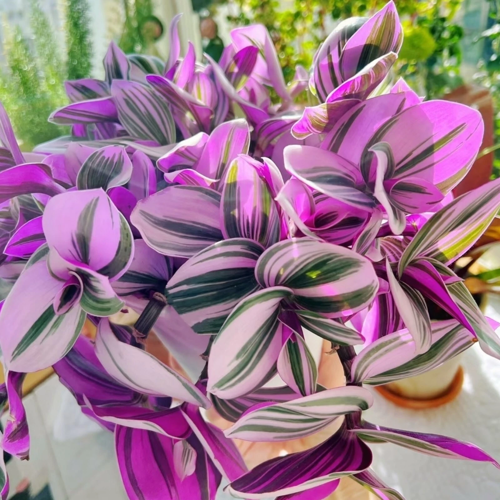 Tradescantia Nanouk Cuttings Set of 3 - 3–4 Inch Unrooted Stem Cuttings for Propagation - Pink Wandering Jew (Tradescantia albiflora)
