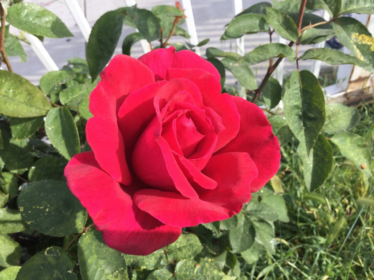 Red Cherry Rose Cuttings - 3 Live Stem Cuttings for Rooting or Grafting - Rosa spp.