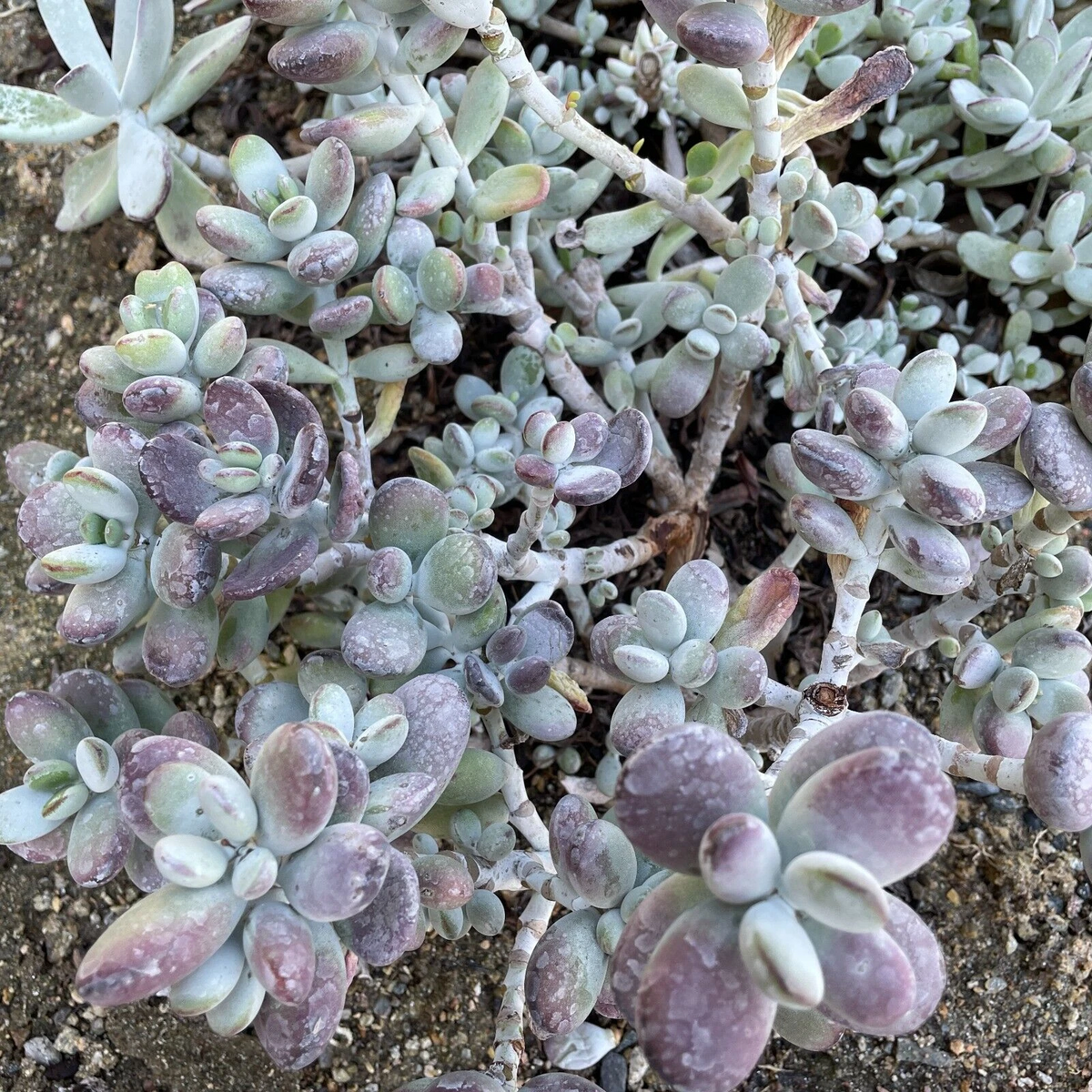 Cotyledon Orbiculata Cuttings - 4 Inch Lady Fingers Succulent with Purple-Tinged Leaves - Unrooted Propagation Cuttings