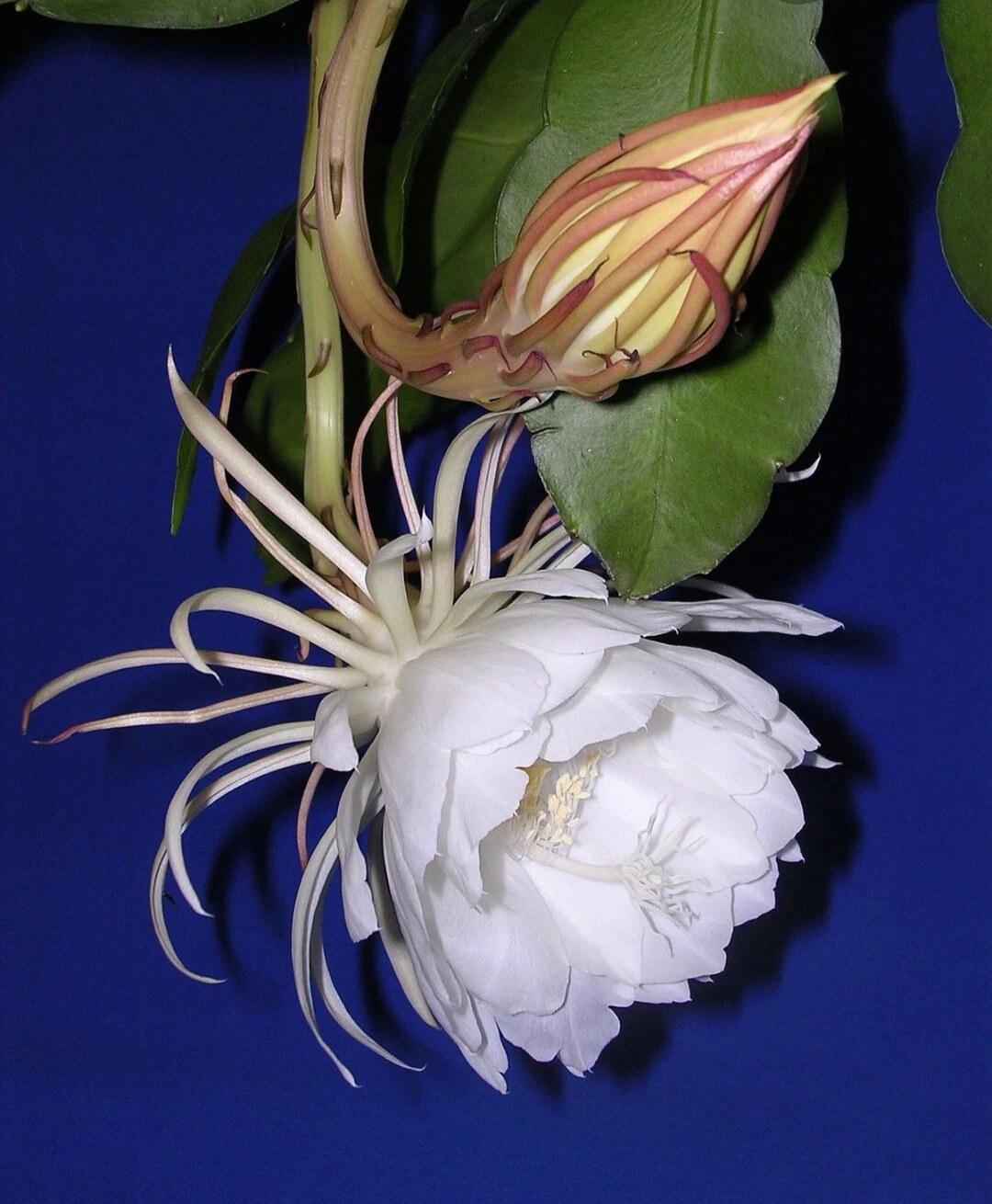 Queen of the Night Cutting 4-6 Inch Live Epiphyllum Oxypetalum Night Blooming Cactus for Planting and Propagation