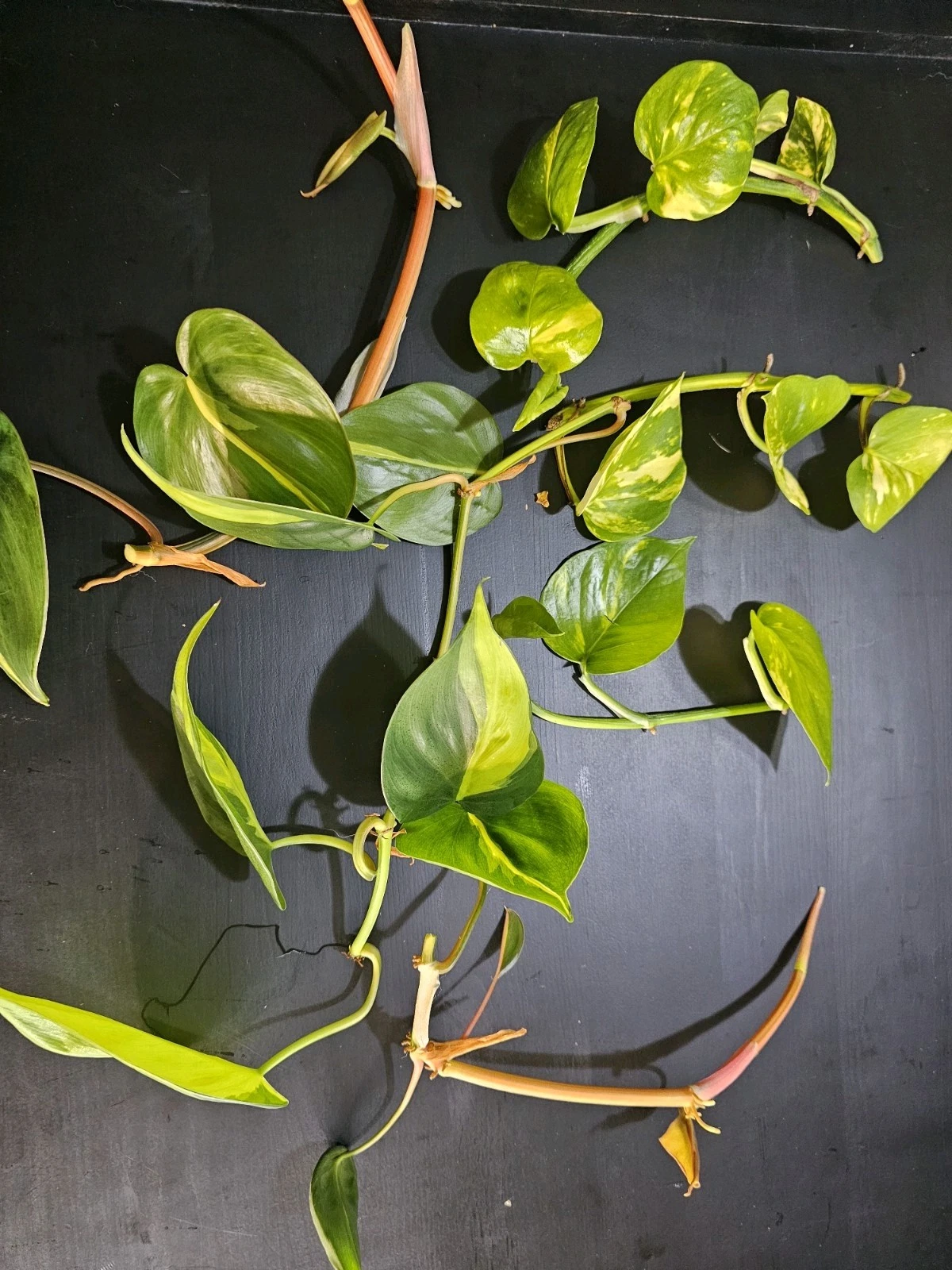 Philodendron Brasil Rooted Cuttings – Set of 5 Live Plants, Yellow Green Variegated Foliage, Philodendron hederaceum ‘Brasil’