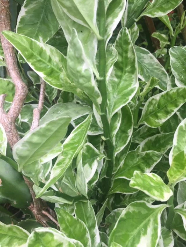 Devil's Backbone Cuttings Set of 6 + 1 Rooted Plant, Variegated Euphorbia tithymaloides, Green and Cream Foliage, Houseplant