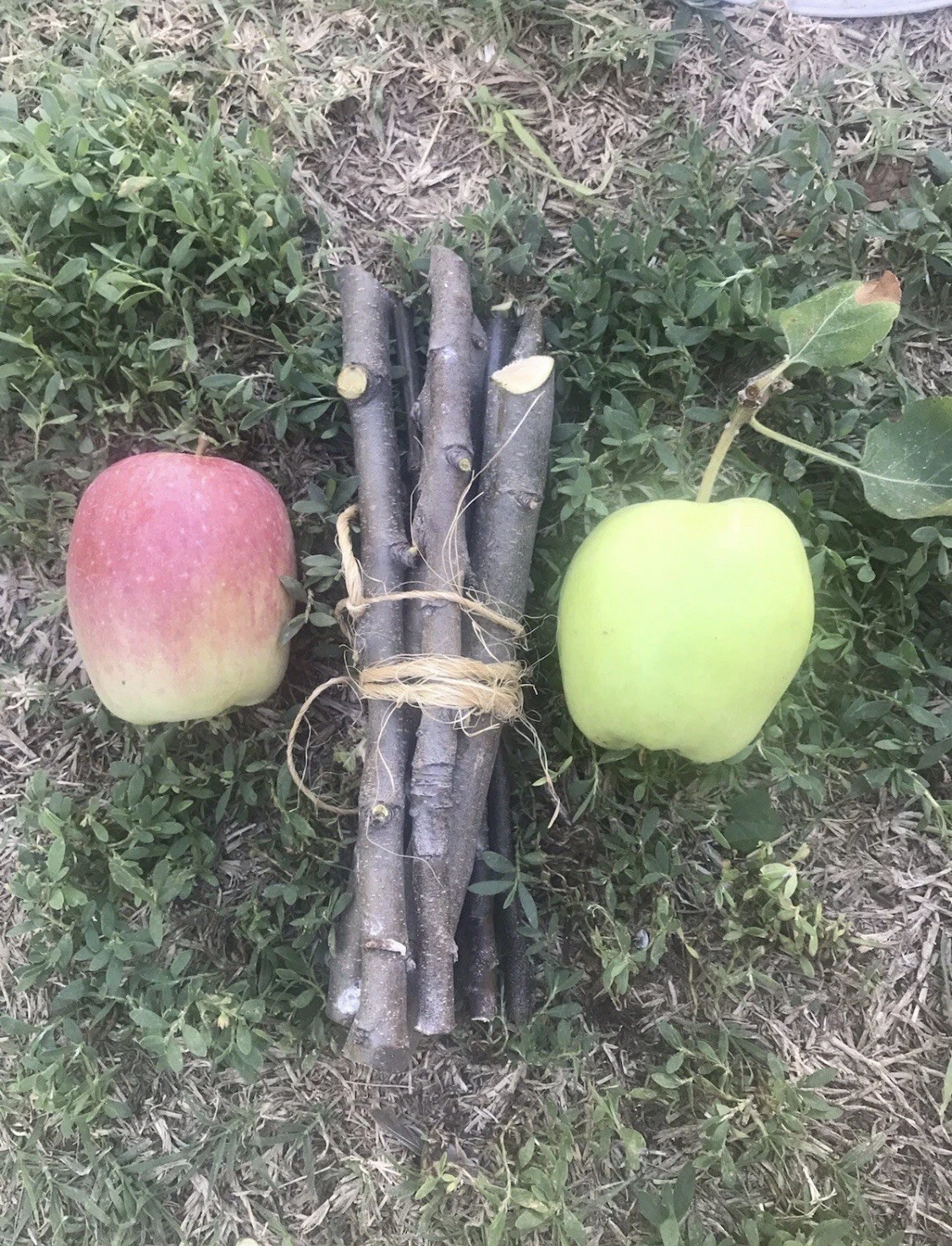 Apple Tree Cuttings Set of 3 Organic Unrooted Live Branches for Grafting - Malus domestica