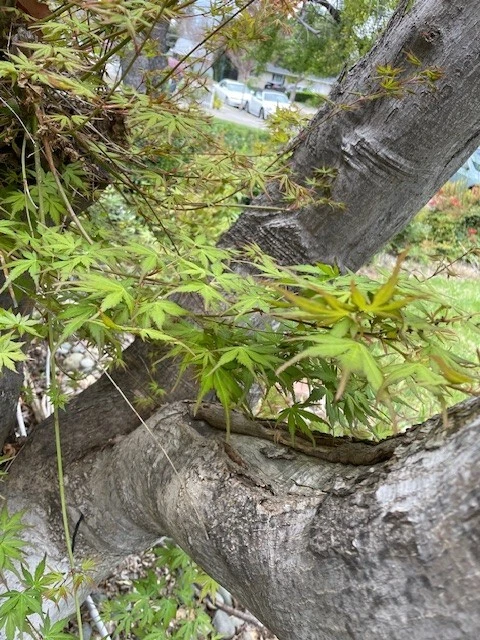 Japanese Maple Tree Cuttings - 10 Live Unrooted Acer Palmatum Cuttings for Rooting or Grafting - Ornamental Deciduous Tree